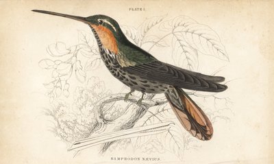 Zaagbekheremiet, Ramphodon naevius (Gevlekte zaagbekkolibrie) - William Jardine