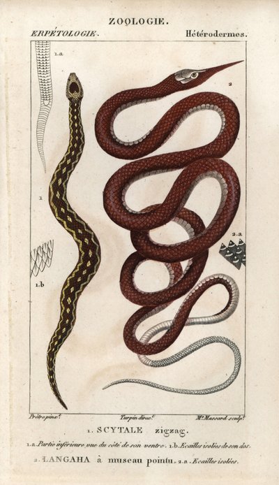Zaagschubadder, scytale zigzag, Echis carinatus, en Madagaskar bladneusslang, langaha met puntige snuit, Langaha madagascariensis door Unbekannter Künstler