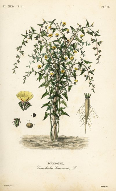 Scammony, Convolvulus scammonia, Scammonee door Unbekannt