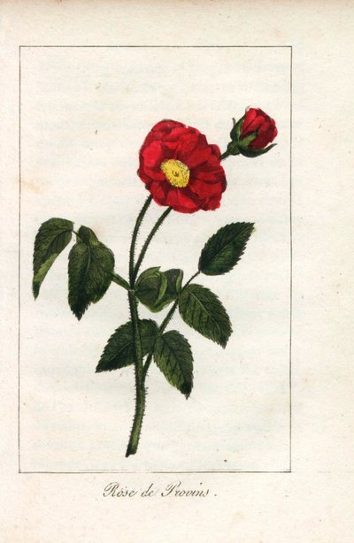 Scharlaken Provence roze, roos van Provins, Rosa gallica. Handgekleurde kopergravure van een illustratie door Miss Prudhomme uit 
