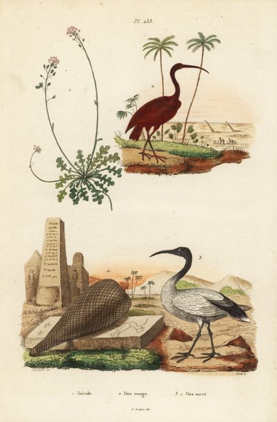 Rode ibis, Eudocimus ruber, Afrikaanse heilige ibis, Threskiornis aethiopicus, en scheefbloem, Iberis sempervirens door Unbekannt