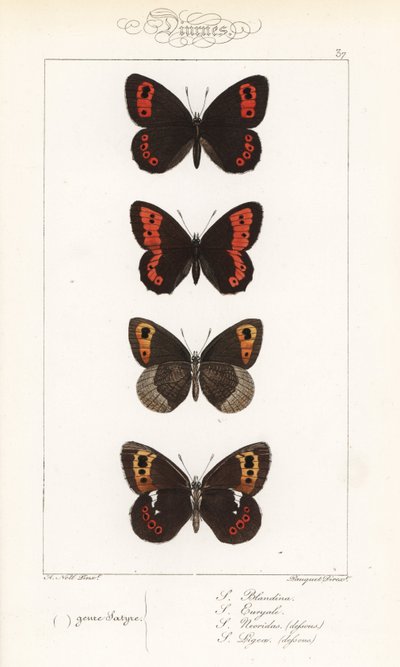 Scotch argus, Erebia aethiops, grote ringoog, Erebia euryale, herfst ringoog, Erebia neoridas (ventraal), en Arran bruin, Erebia ligea (ventraal) door Unbekannter Künstler