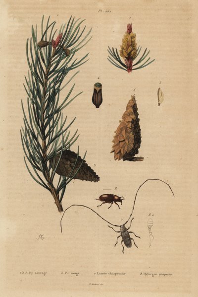 Grove den, Pinus sylvestris 1-5, en rode of Noorse den, Pinus resinosa 6, weverskever, Lamia textor 7 en dennenkever, Tomicus piniperda 8 door Unbekannt