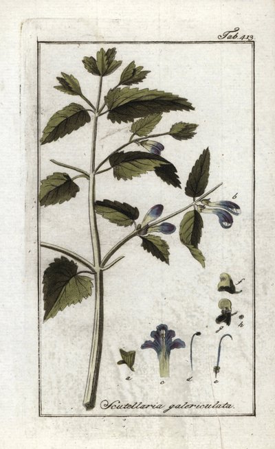 Scutellaire met helm of grote hoed (Scutellaria galericulata). Lithografie uit 