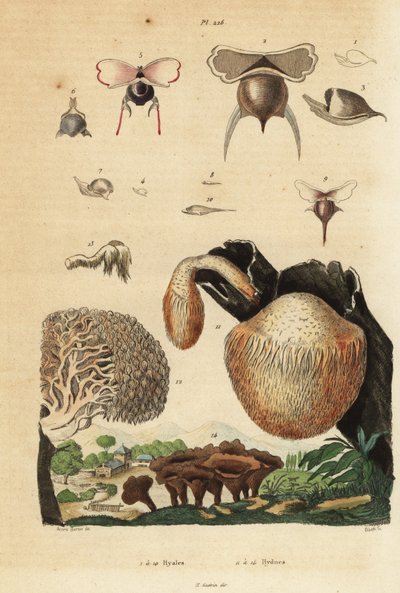 Zeeslakken, Diacavolinia limbata en Diacria trispinosa, en Hydnum-paddenstoelen, stekelige paddenstoel, Hydnum repandum, koraaltandpaddenstoel, Hericium coralloides, enz. door Unbekannt