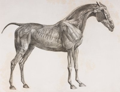 Tweede ontlede laag van een paard, zijaanzicht door Unbekannt