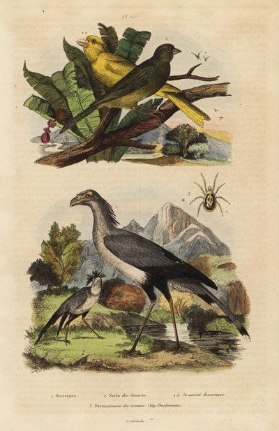 Secretarisvogel, Sagittarius serpentarius, wilde en tamme kanaries, Serinus canaria door Unbekannt