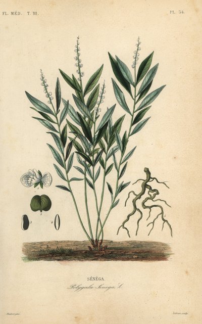 Senegawortel of ratelslangwortel, Polygala senega door Unbekannt