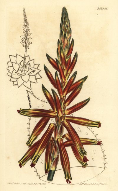 Kortbladige aloë, Aloe brevifolia var. door Unbekannt