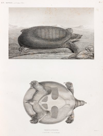 Zij- en onderaanzicht van een schildpad door Unbekannt