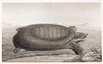 Zijaanzicht van een schildpad door Unbekannt
