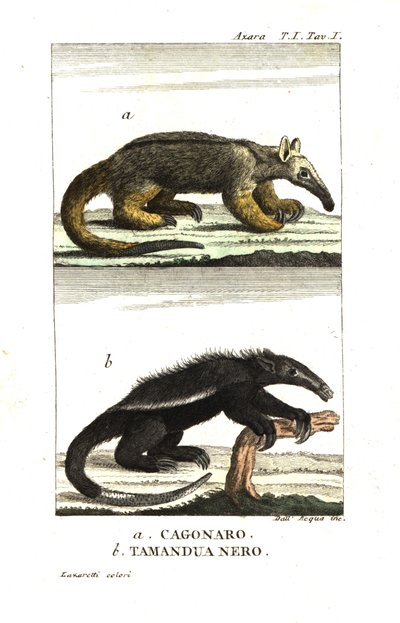 Zijdeachtige miereneter of dwergmiereneter (Fourmilier) (Azara