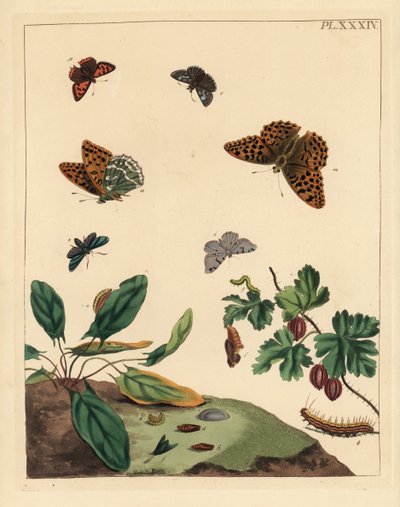 Zilvergewassen parelmoervlinder, Argynnis paphia, boswachtermot, Adscita statices, L. of kruisbesmot, Halia vauaria, kleine vuurvlinder, Lycaena phlaeas, vale schipper, Erynnis tages, en kruisbesstruik, Ribes grossularia door Unbekannter Künstler