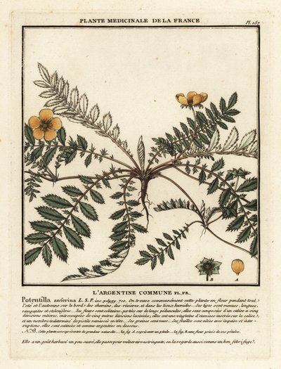 Zilverschoon, Potentilla anserina door Unbekannter Künstler