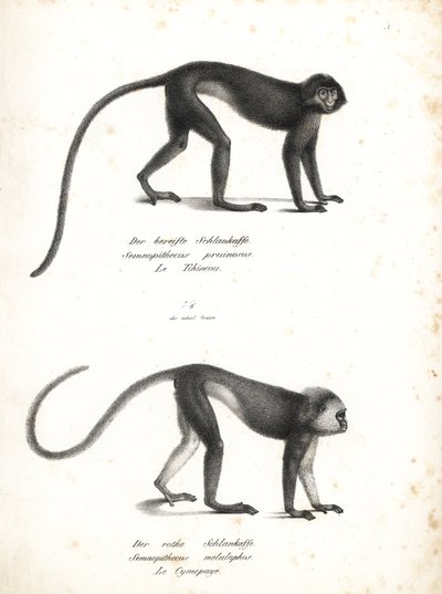 Zilveren lutung, Trachypithecus cristatus (Semnopithecus pruinosus) en Sumatraanse surili, Presbytis melalophos (Semnopithecus melalophos) bedreigd. Lithografie door Karl Joseph Brodtmann uit Heinrich Rudolf Schinz