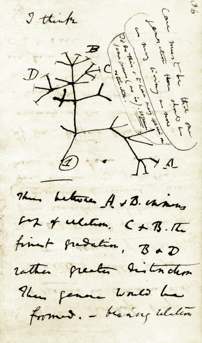 Schets door Charles Darwin (1809-1882) uit zijn eerste notitieboek Transmutation of species: dit is zijn eerste diagram met betrekking tot zijn evolutietheorie. 1837 door Unbekannter Künstler