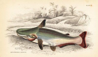 Hellingskop meerval, Ageneiosus inermis (Dawalla van de Arawaaks, Hypothalmus davalla). Handgekleurde staalgravure door W.H. Lizars naar een illustratie van James Stewart uit Robert Schomburg