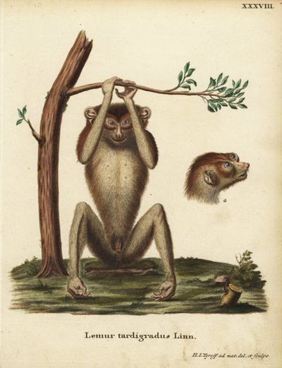 Langzame lemur of rode slanke lori, Loris tardigradus. Bedreigd. Lemur tardigradus Linn. Handgekleurde kopergravure getekend en gegraveerd naar de natuur door Hermann Jakob Tyroff uit Johann Christian Daniel Schreber