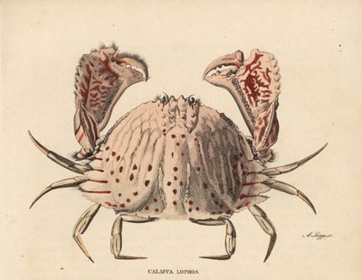 Gladde of roodgevlekte dooskrab, Calappa calappa (Calappa lophos). Handgekleurde staalgravure door A. Scipp uit Georg Friedrich Treitschke