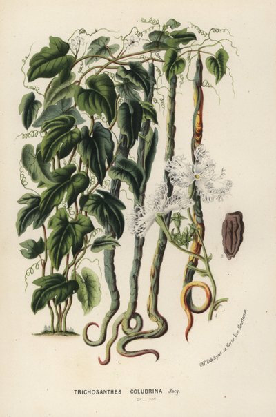 Slangkomkommer, Trichosanthes cucumerina (Slangkomkommer of haarbloesem, Trichosanthes colubrina) - Flore des Serres et des Jardins de l