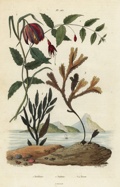 Kievitsbloem, Fritillaria meleagris 1, kolibriefuchsia, Fuchsia magellanica 2, getande wrak, Fucus serratus 3 en Fucus siliqueux 4 door Unbekannt