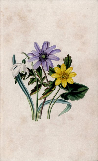 Sneeuwpiercing, blauwe anemoon en kleine speenkruid. Lithografie door Louisa Anne Twamley (1812-1895) in 