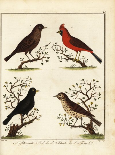Zangvogels: nachtegaal, rode vogel, zwarte vogel en lijster. 1792 (gravure) door Unbekannter Künstler