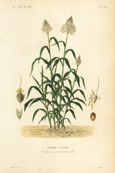 Sorghumgras, grote gierst, durra, jowari of milo, Sorghum bicolor, Sorghum saccharatum, Sorgho a sucre door Unbekannt