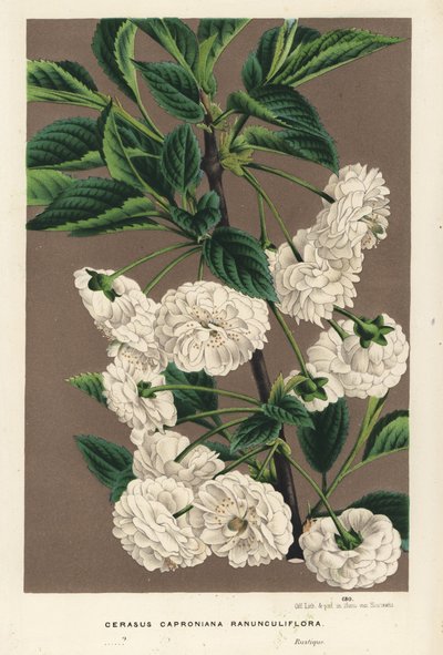Zure kersenboom, Prunus cerasus (caproniana ranunculiflora). Handgekleurde lithografie uit Louis van Houtte en Charles Lemaire