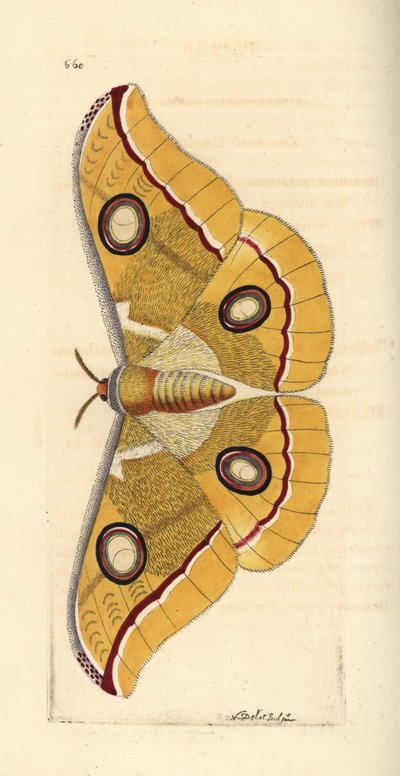 Zuid-Indiase kleine tussore, Antheraea paphia (Phalaena paphia). Illustratie getekend en gegraveerd door Richard Polydore Nodder. Handgekleurde kopergravure uit George Shaw en Frederick Nodder