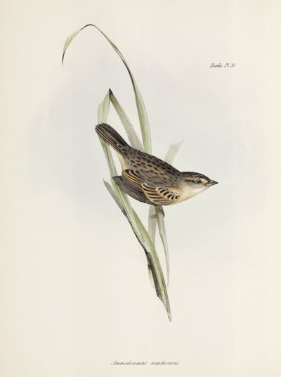 Mussen of vinken, ca. 1832-1836 door Unbekannter Künstler