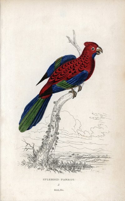 Prachtige papegaai. Lithografie van Joseph Kidd, gebaseerd op een tekening van John Audubon, in Miscellany of Natural History: Parrots, Sir Thomas DiK Lauder en Captain Thomas Brown, gepubliceerd in Edinburgh, Schotland, in 1833 door Unbekannter Künstler