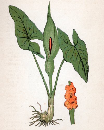 Gevlekte Aronskelk (Arum maculatum of Chandelle, Veal