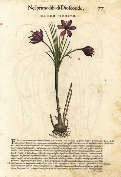 Lente krokus, Crocus vernus (Croco fiorito). Handgekleurde houtblokdruk door Wolfgang Meyerpick naar een illustratie door Giorgio Liberale uit Pietro Andrea Mattioli
