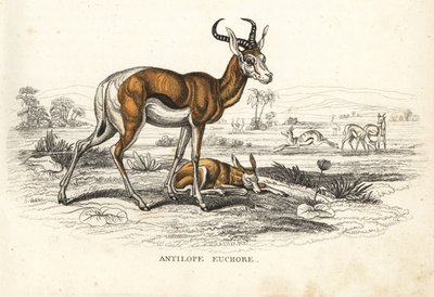 Springbok, Antidorcas marsupialis (Antilope euchore). Handgekleurde lithografie uit Georg Friedrich Treitschke
