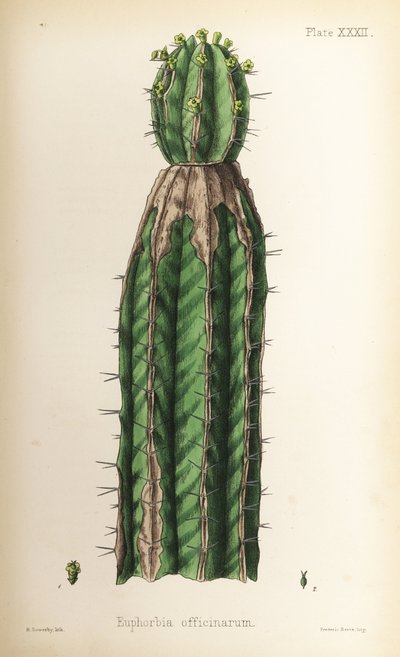 Wolfsmelk, Euphorbia officinarum. Handgekleurde lithografie door Henry Sowerby uit Edward Hamilton