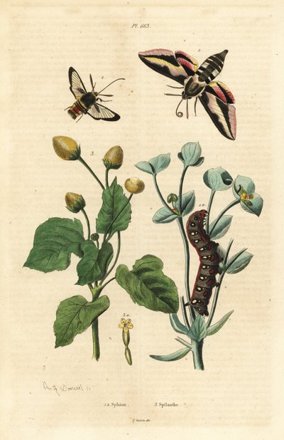 Wolfsmelkpijlstaart, Hyles euphorbiae, en rups, horzelmot, Sesia apiformis, en tandpijnplant, Spilanthes soorten door Unbekannt