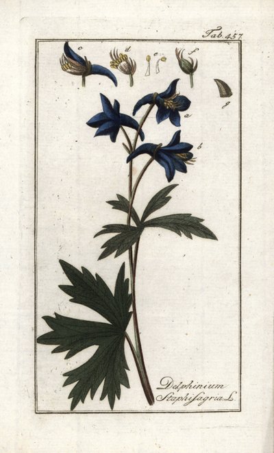 Staphisegar of kruid met luizen, jichtgras of wilde druif (Delphinium staphisagria). Lithografie uit “Afbeelding der Artseny-Gewassen” door Johannes Zorn (1739-1799), Nederland door Unbekannter Künstler