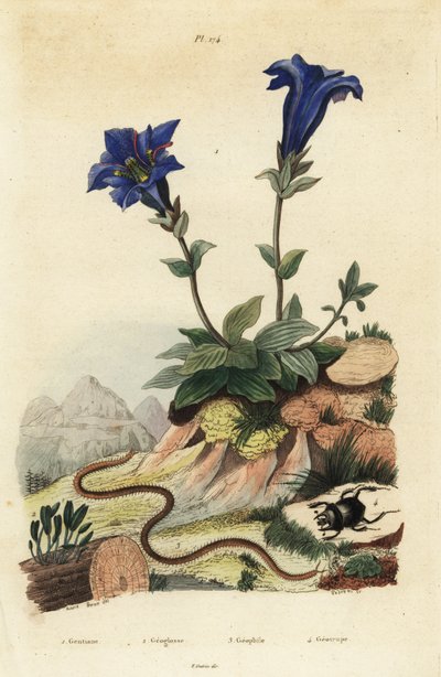 Stengelloze gentiaan, Gentiana acaulis 1, Clavaria ophioglossoides 2, duizendpoot, Geophilus walckenaerii 3 en mestkever, Geotrupes momus 4 door Unbekannt
