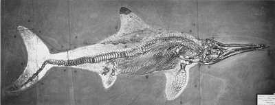 Stenopterygius megacephalus (de Oxford Ichthyosaurus) gevonden nabij Stuttgart, Duitsland, Boven Lias Periode door Unbekannt