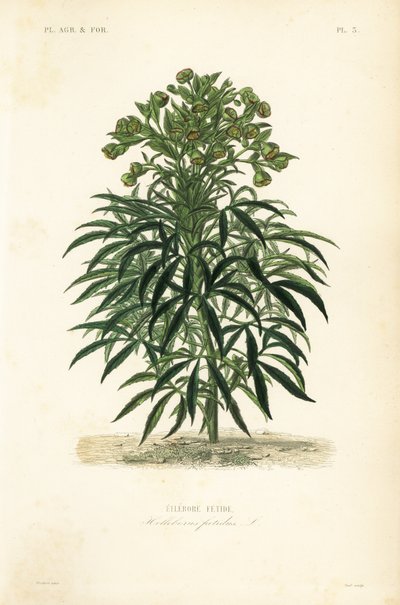 Stinkend nieskruid, Helleborus foetidus door Unbekannt