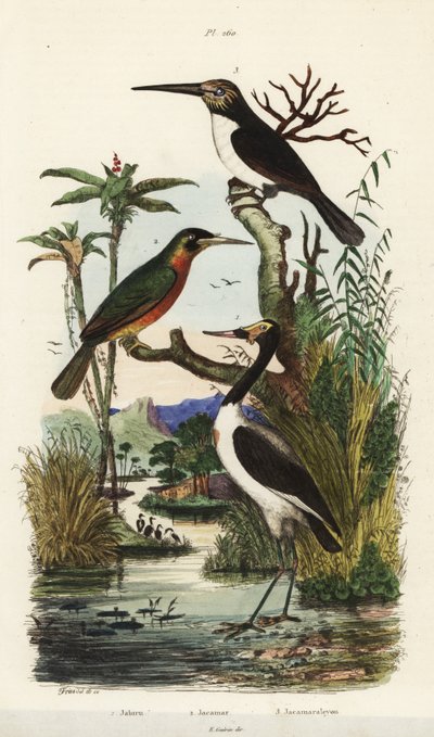 Ooievaar, Jabiru mycteria, roeststaartjacamar, Galbula ruficauda en drieteenjacamar, Jacamaralcyon tridactyla door Unbekannt