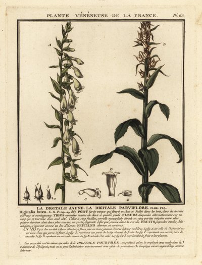 Gele vingerhoedskruid, Digitalis lutea door Unbekannter Künstler