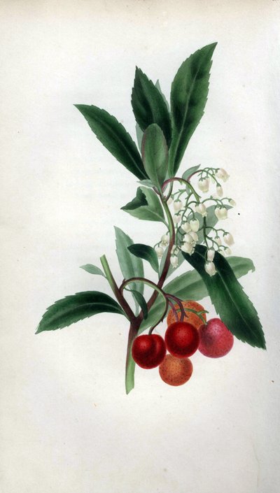 Aardbeiboom met bloemen en fruit, Arbutus unedo door Unbekannter Künstler