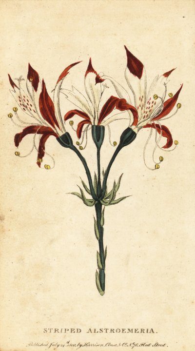 Gestreepte alstroemeria, Alstroemeria ligtu, 1800 (gravure) door Unbekannter Künstler