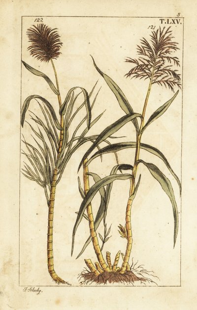 Suikerriet, Saccharum officinarum door Unbekannter Künstler