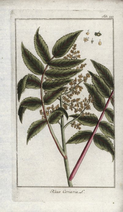 Sumak van corroyers of reizigers, of corroyere (Rhus coriaria). Lithografie uit “Afbeelding der Artseny-Gewassen” door Johannes Zorn (1739-1799), Nederland door Unbekannter Künstler