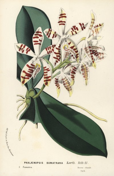 Sumatra phalaenopsis orchidee, Phalaenopsis sumatrana - Flore des Serres et des Jardins de l