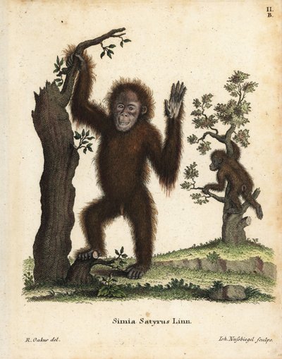 Sumatraanse orang-oetan, Pongo abelii. Kritiek bedreigd. Handgekleurde kopergravure naar een illustratie door R. Oakes uit Johann Christian Daniel Schreber