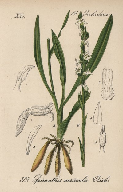 Zomer spiranth - Zomer vrouwentranen, Spiranthes aestivalis. Handgekleurde lithografie uit Diederich von Schlechtendal